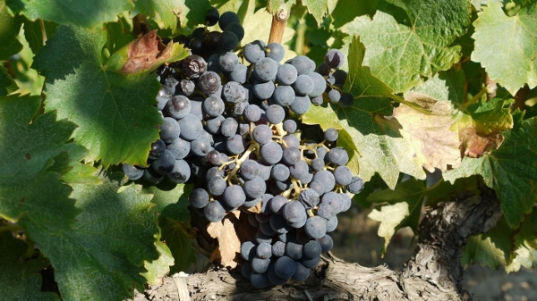 Grenache Noir 2016