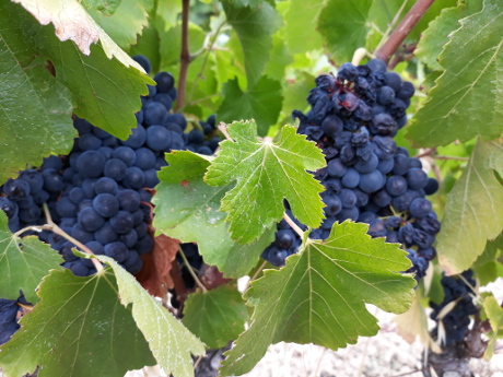 Grappes de raisins avec grains confits.