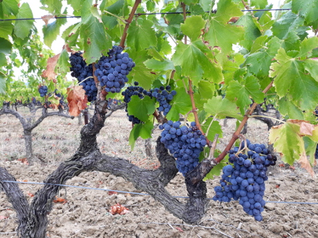 Vigne plus agee resistant mieux a la secheresse.